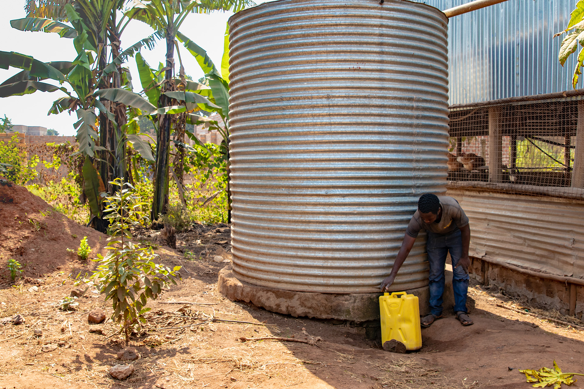 Farmer filling up water gallon outside chicken coop, Uganda